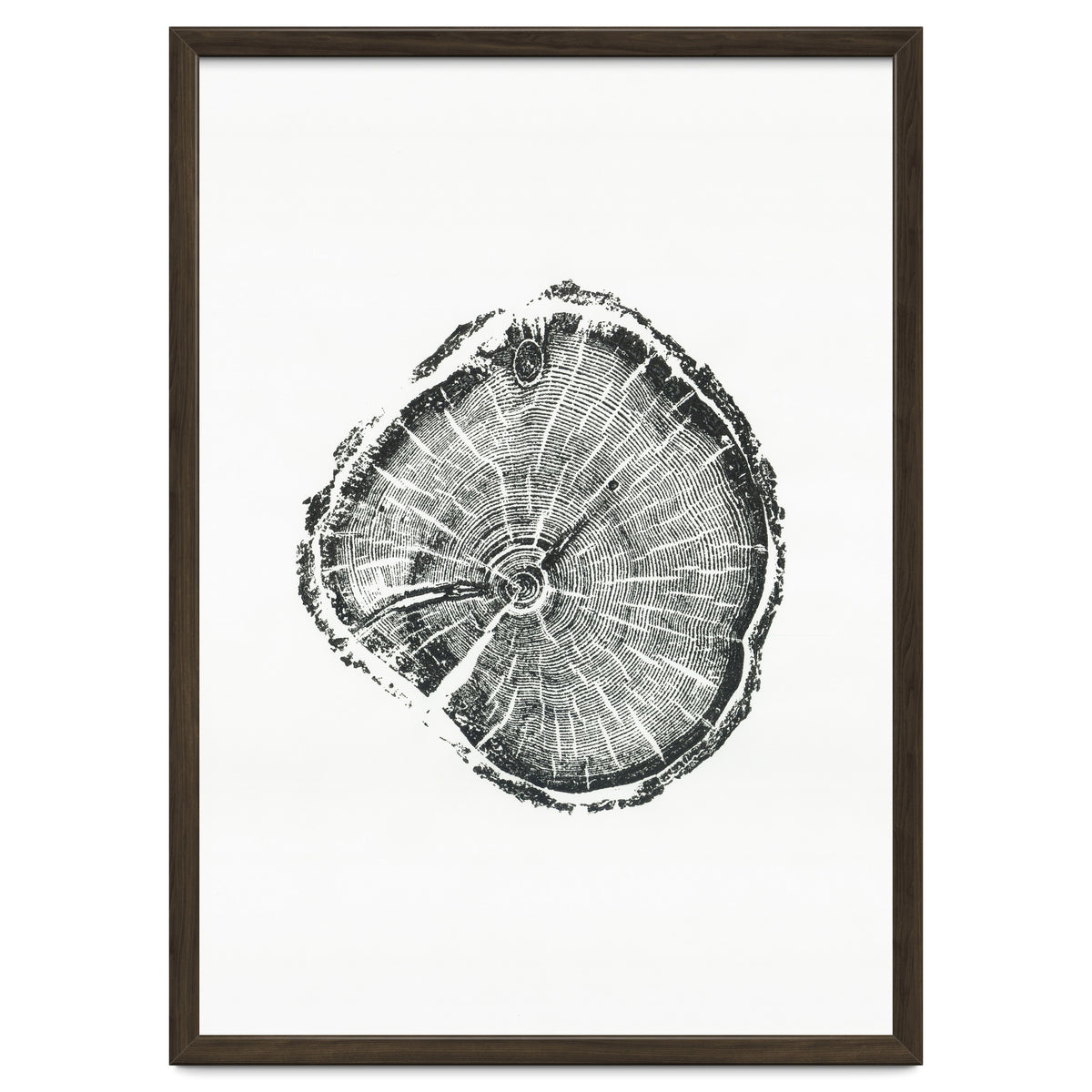 Tree Ring Print, Albion Basin, Utah, Pine Tree Print