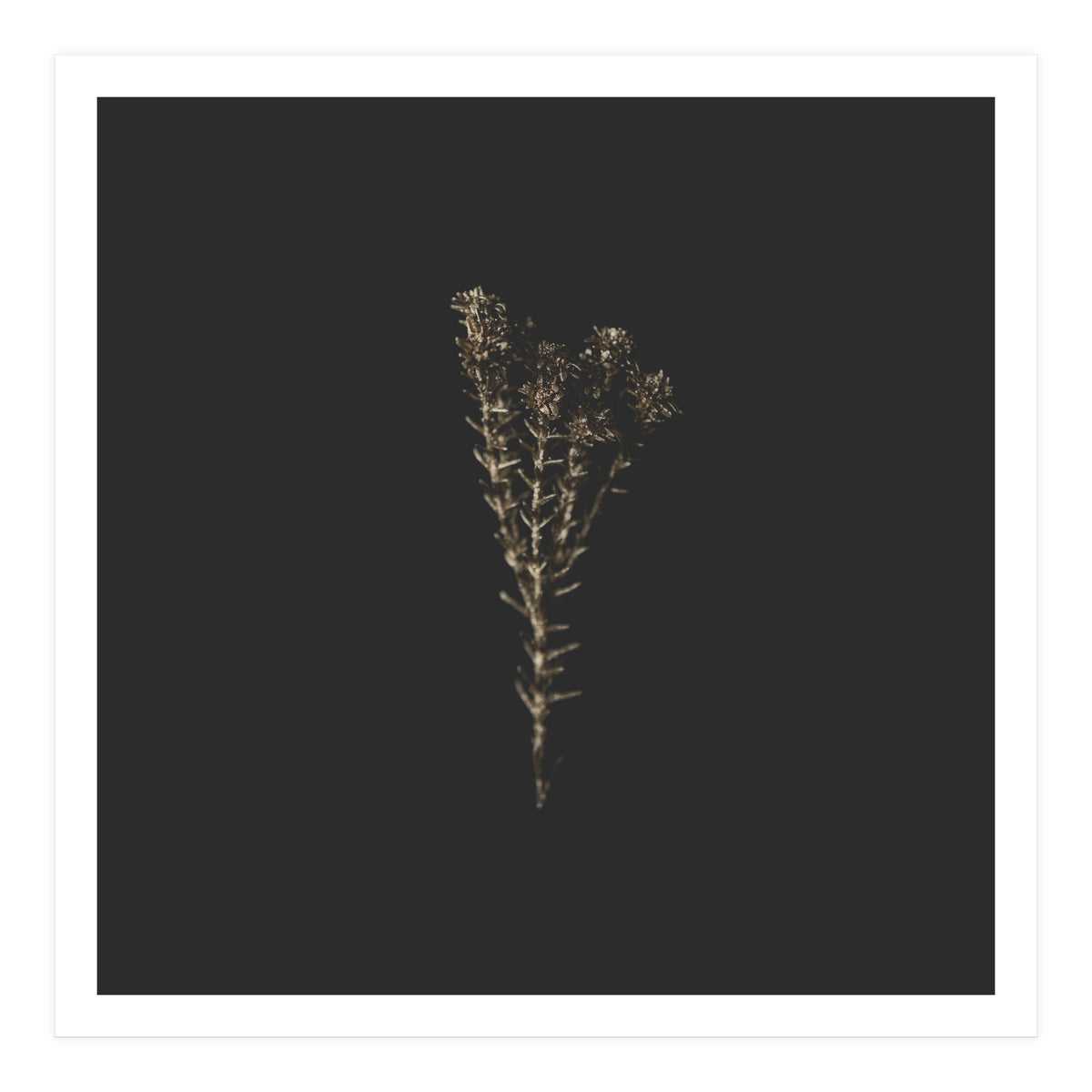 Moody Golden Botanicals - Square (Print Only)