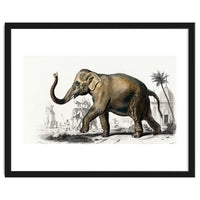 Asiatic elephant indicus illustrated