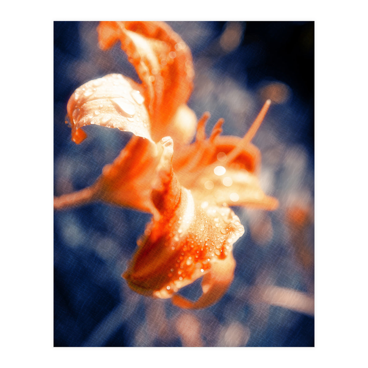 Lily Flower (Print Only)