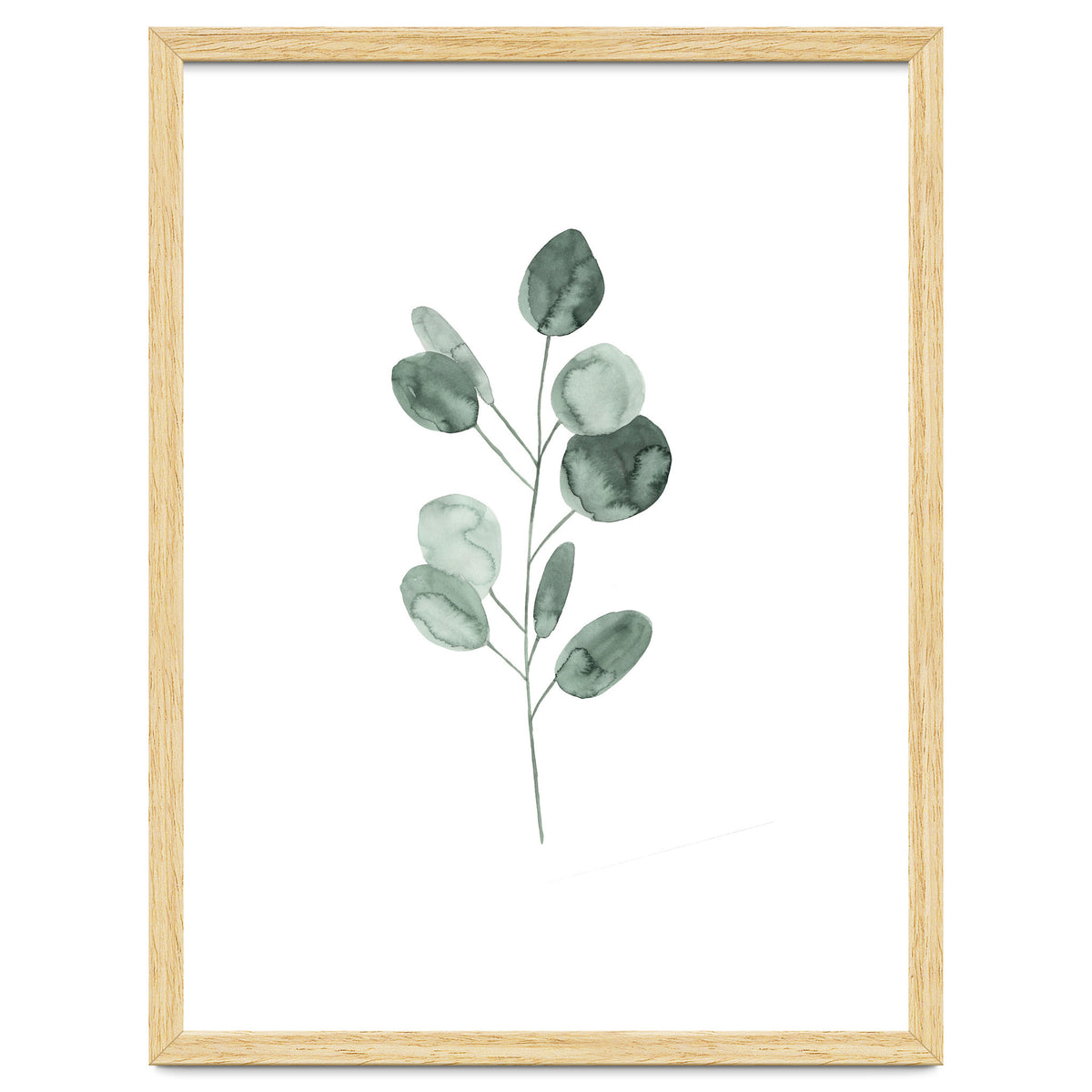 Botanical Illustration Eukalyptus2