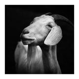 Billy Goat Adam (Print Only) thumbnail