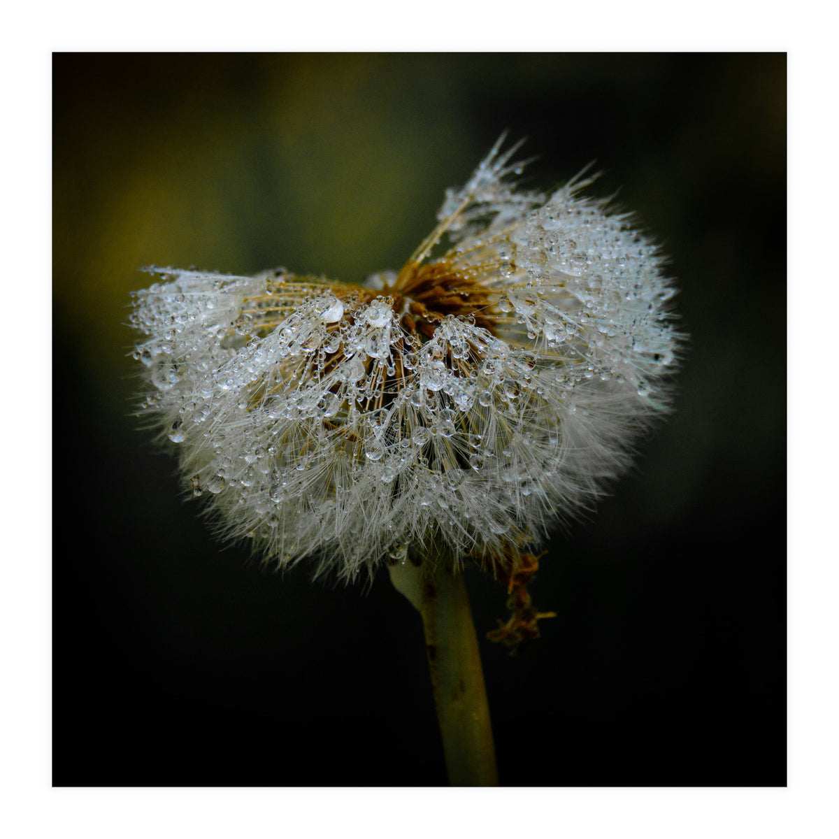 Dandelion with Raindrops (Print Only)