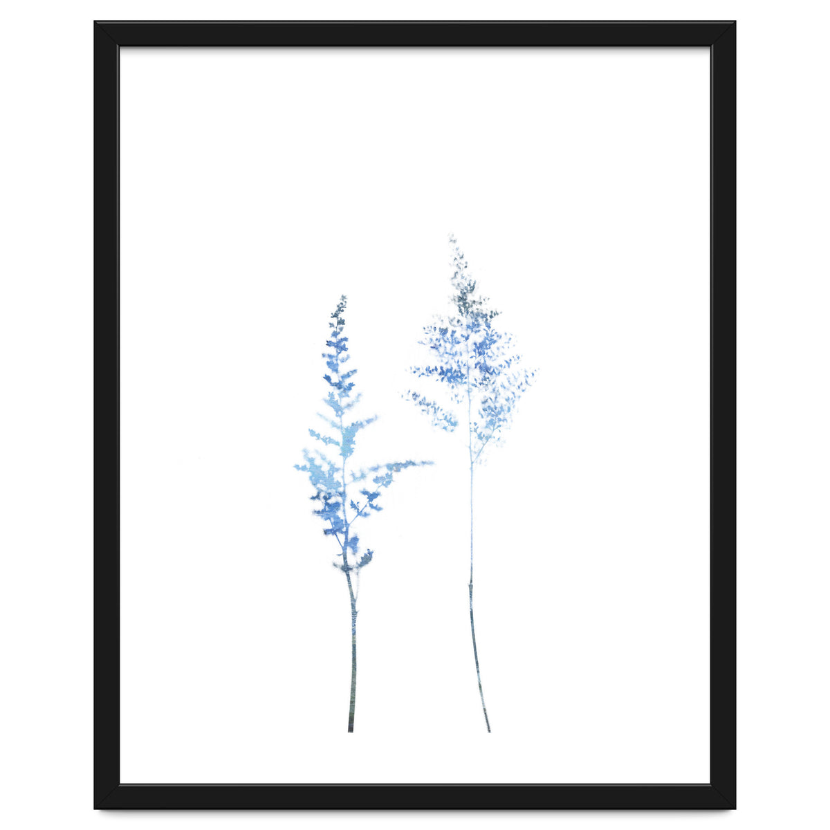 Blue Astilbe