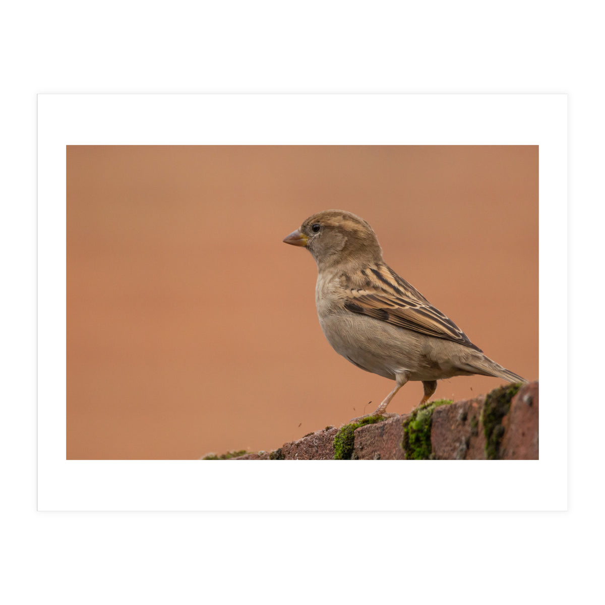 House Sparrow (Print Only)