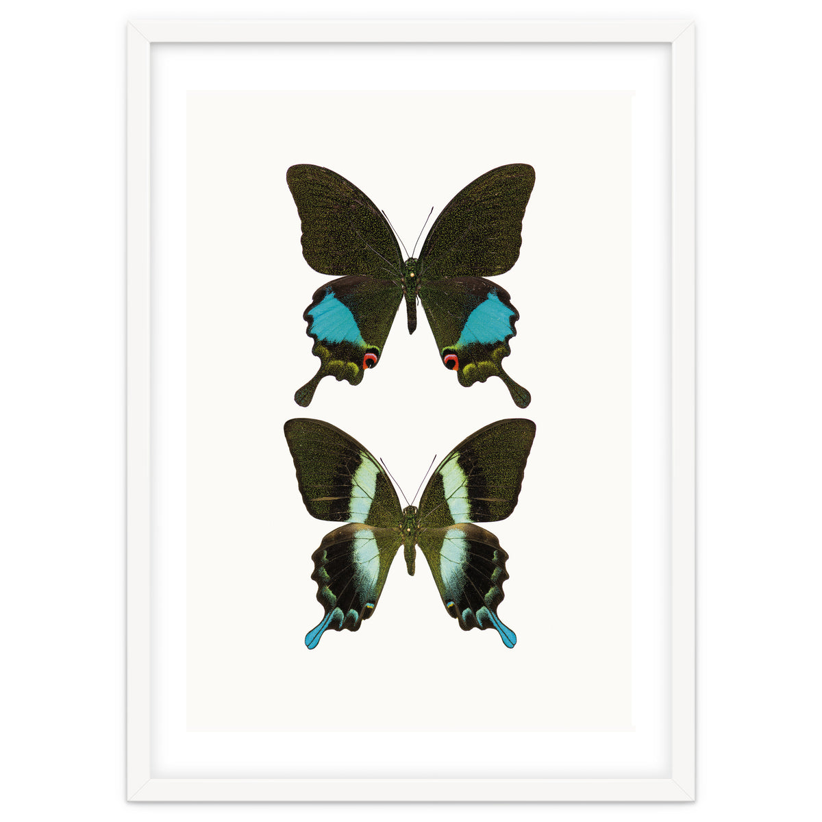 Cc Butterflies 02