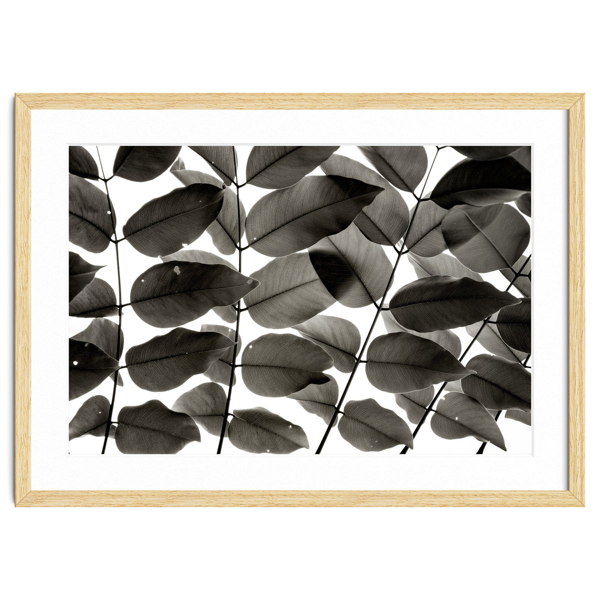 Branches and Leaves I