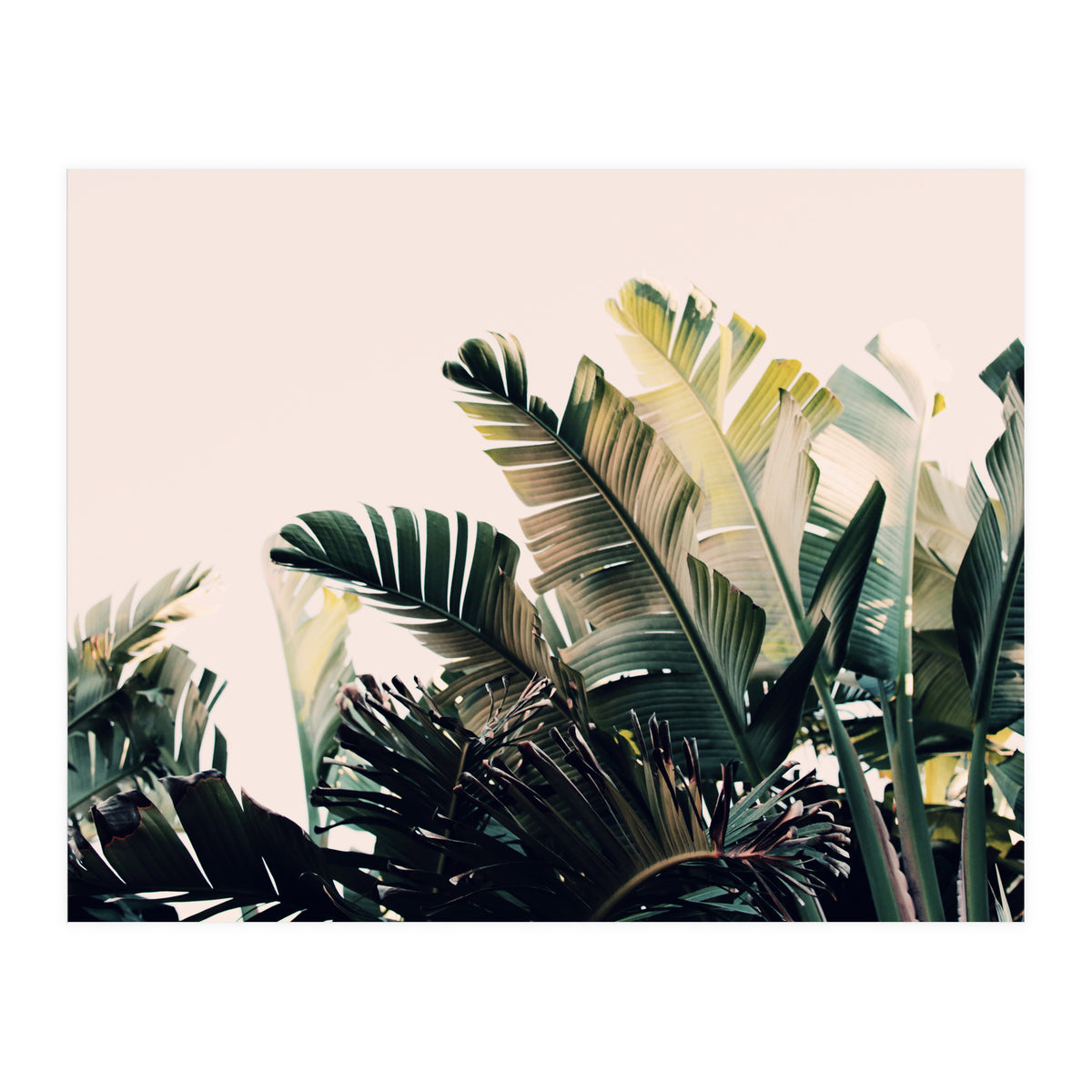 Paradise #4  (Print Only)