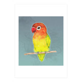 Cute yellow Fischer's lovebird (Print Only) thumbnail