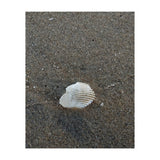 Shell in Sea Shore (Print Only) thumbnail