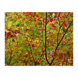 Indian Summer (Print Only) thumbnail