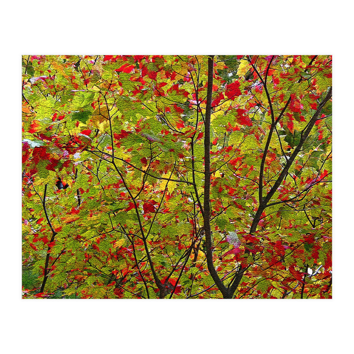 Indian Summer (Print Only)
