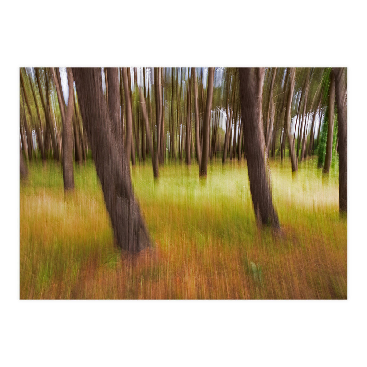 Amongst The Trees (Print Only)