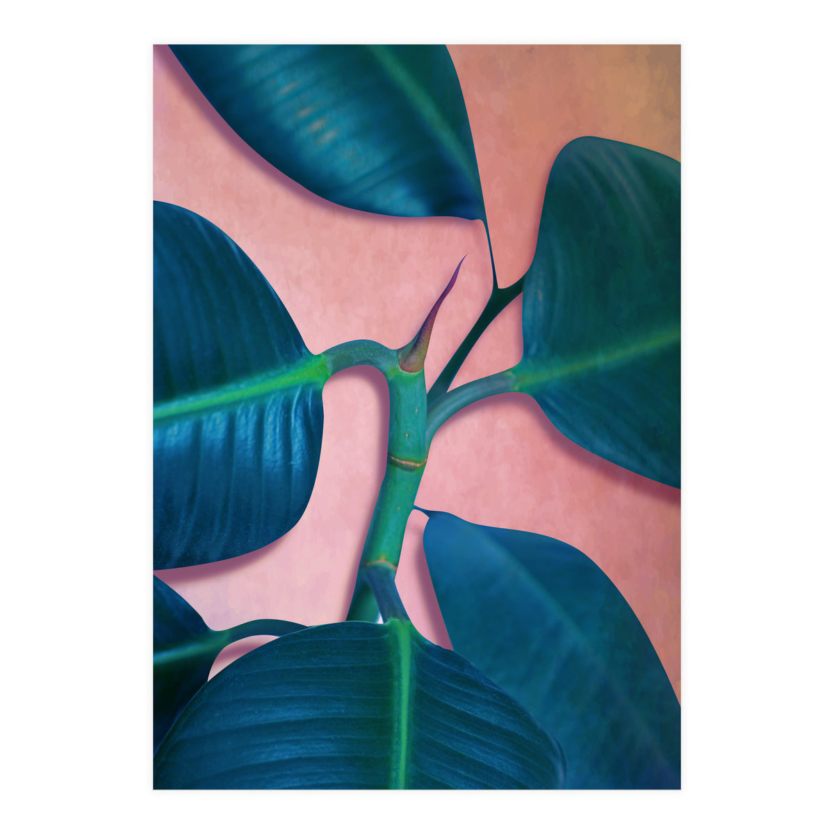 Ficus Elastica (Print Only)