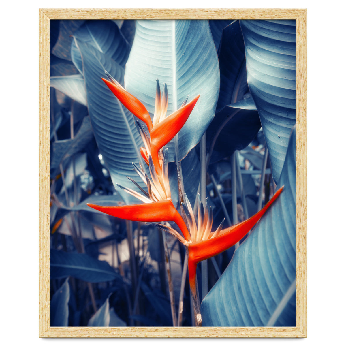 Parakeet Tropical Flower