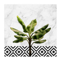 Banana Plant On White Marble And Checker Wall (Print Only)