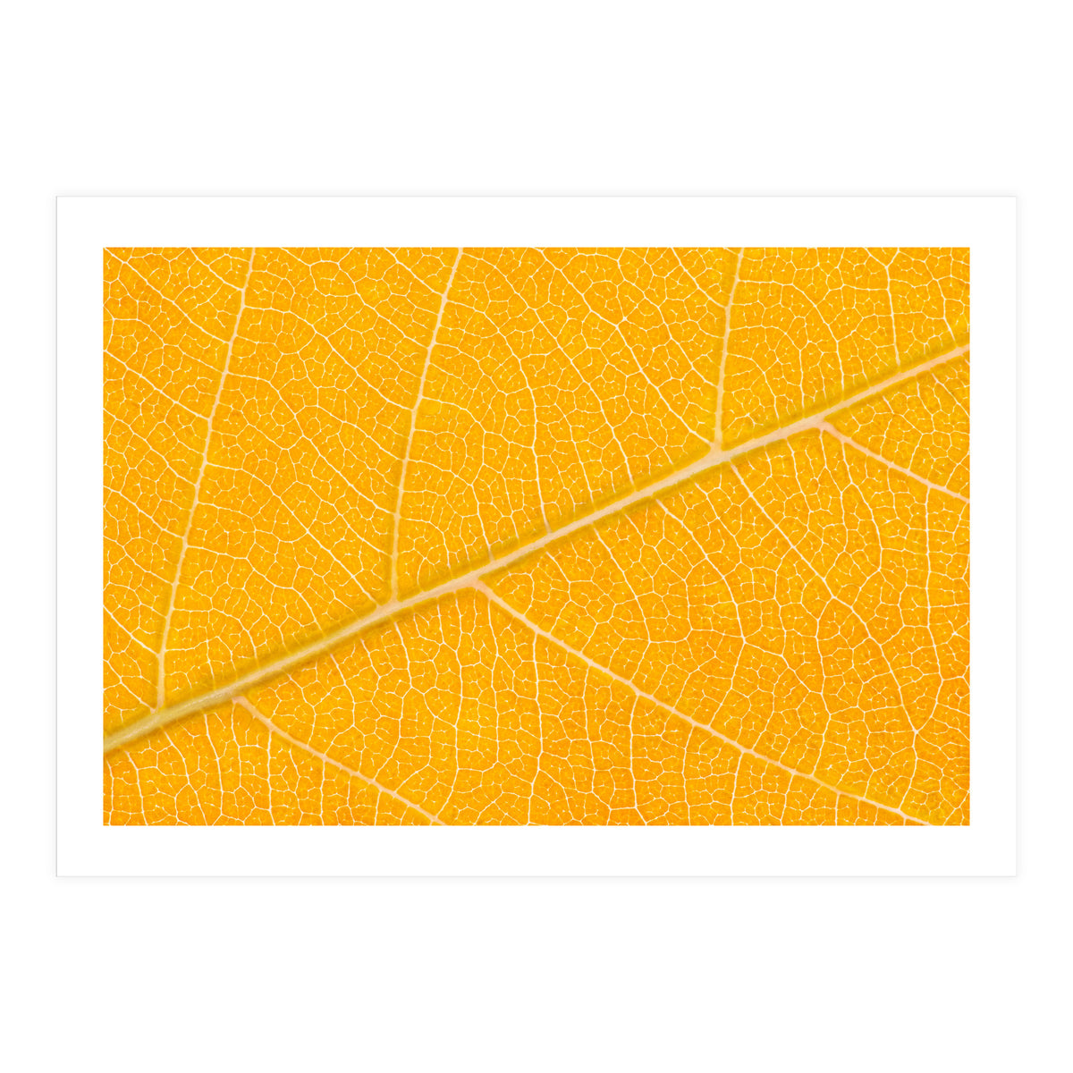 Autumn Leaf (Print Only)