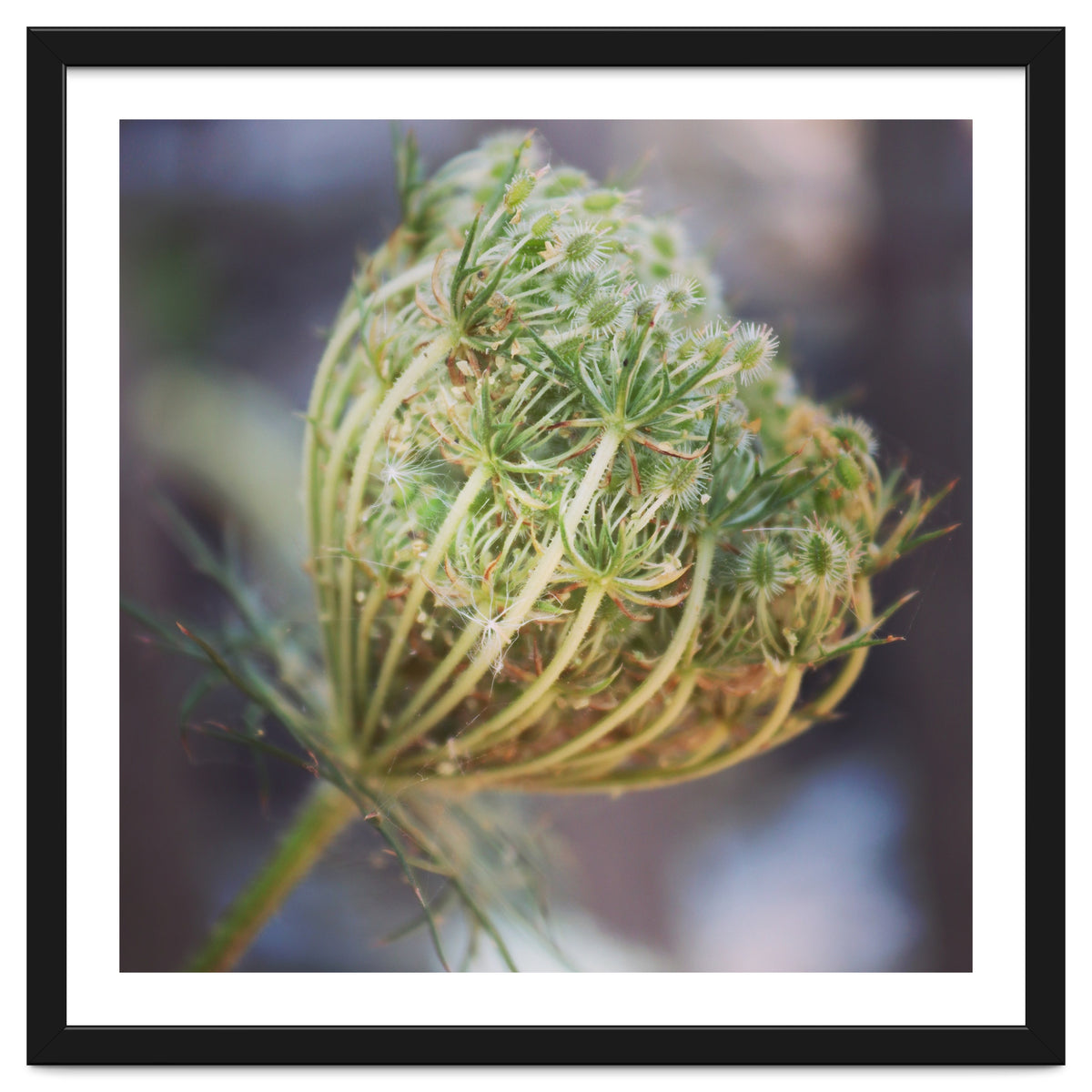 Seed head