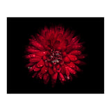 Backyard Flowers 45 Color Version (Print Only) thumbnail
