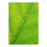 Autumn Leaf (Print Only) thumbnail