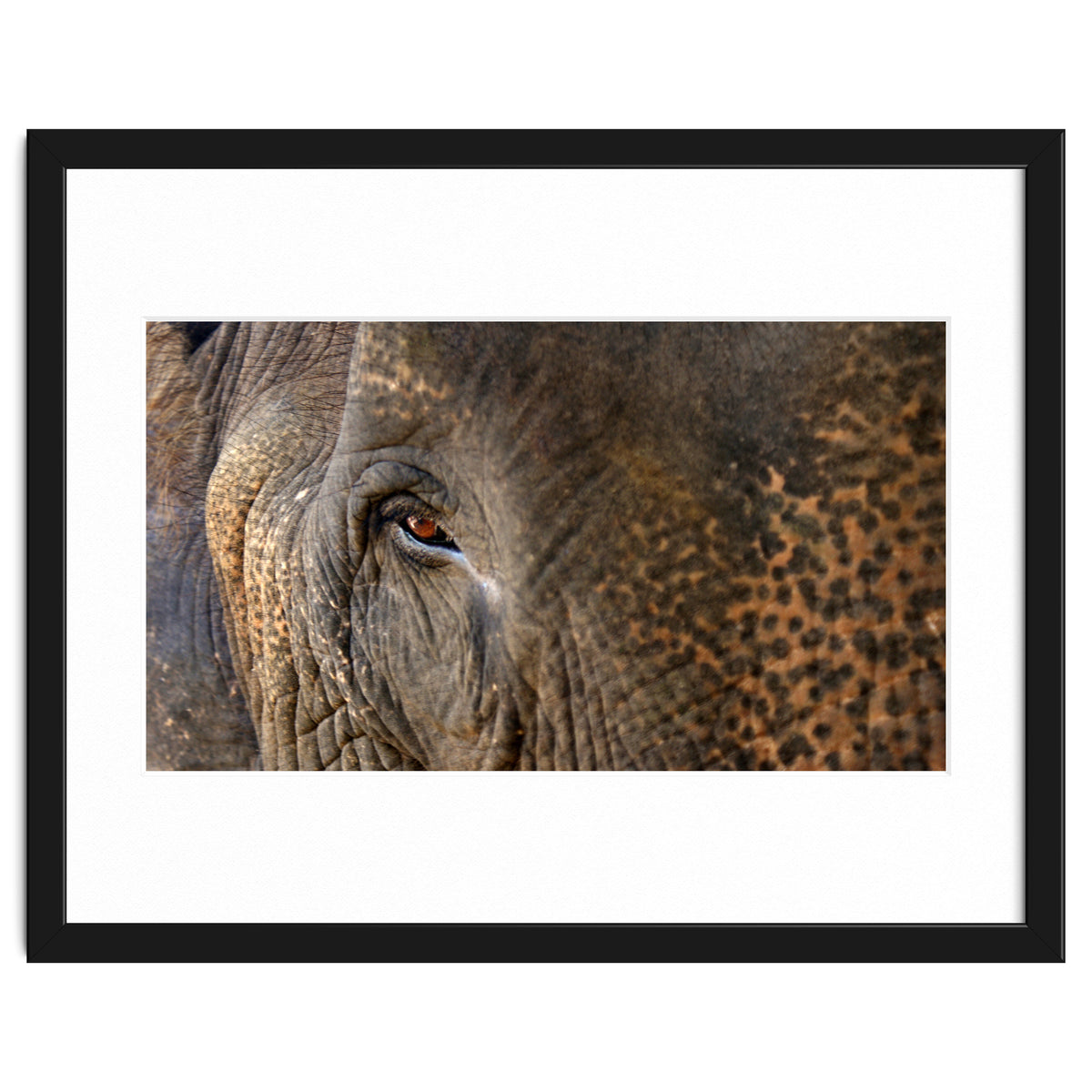 Face To Face - Elephant eye