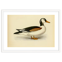 Vintage Duck Painting