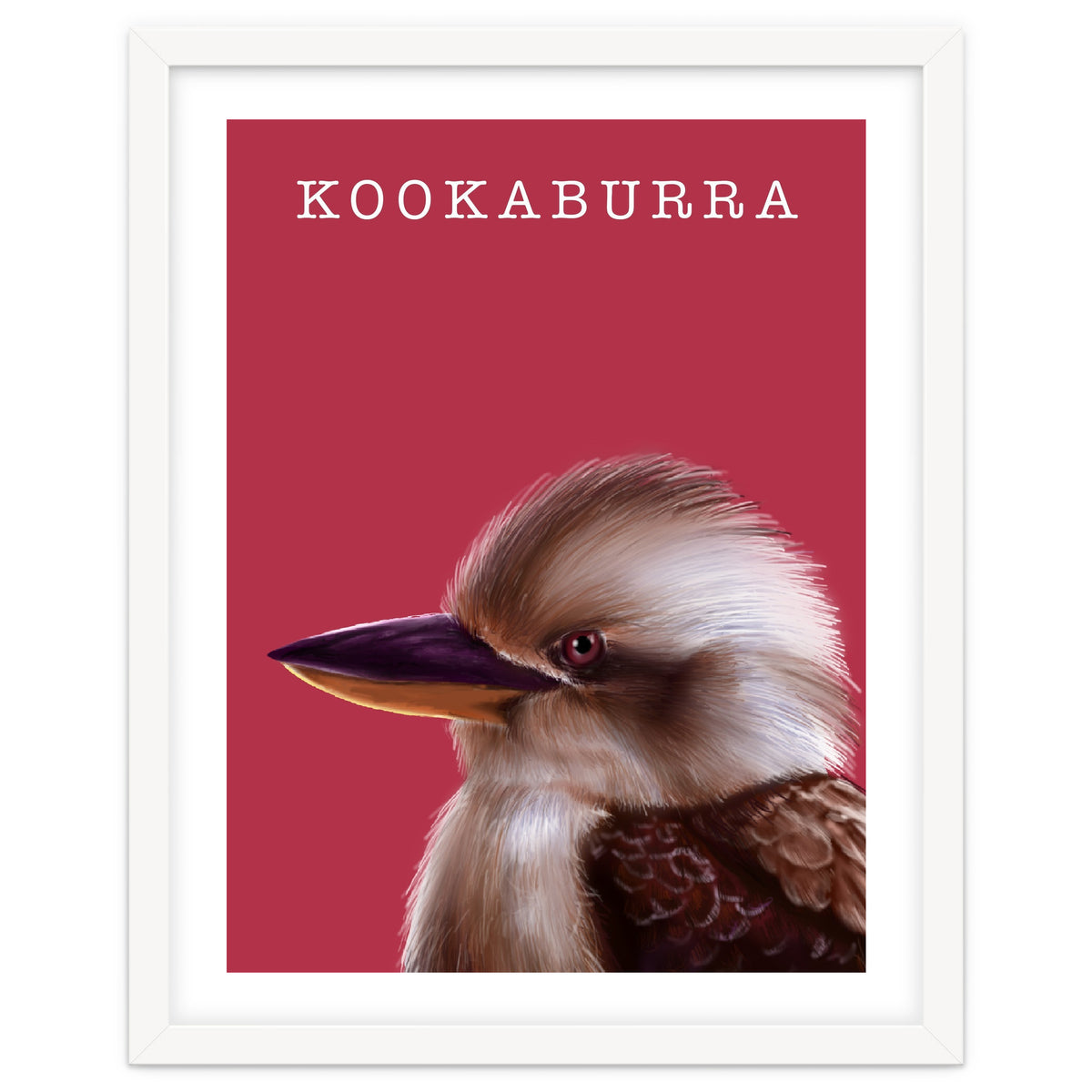 Kookaburra