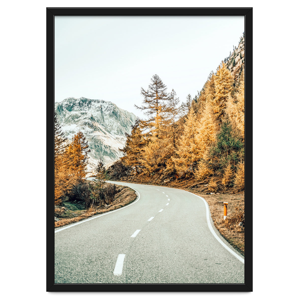 Snow and Golden Pine