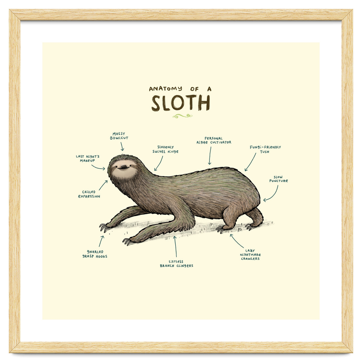 Anatomy Of A Sloth