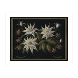 Edelweiss Vintage Illustration (Print Only) thumbnail