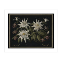 Edelweiss Vintage Illustration (Print Only)