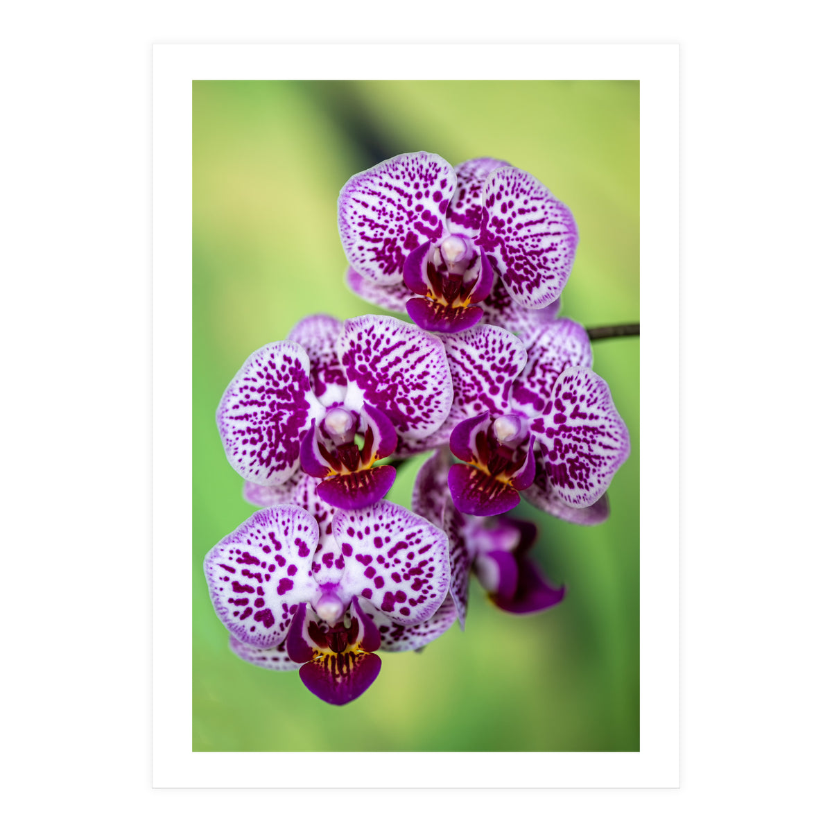 Orchidee Flower (Print Only)