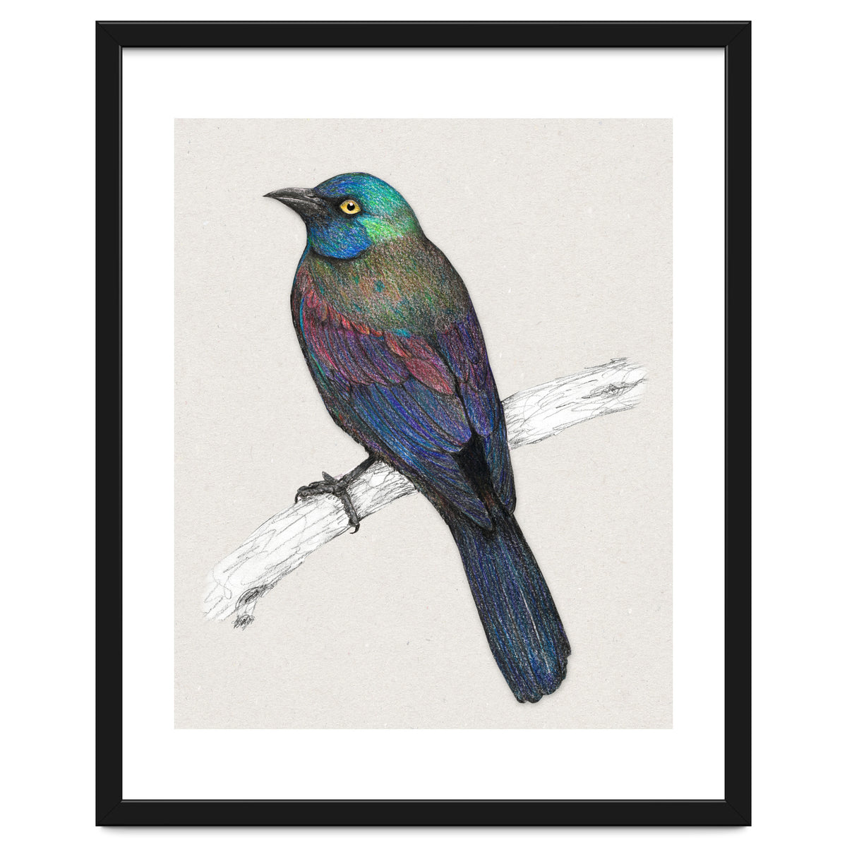 Common Grackle