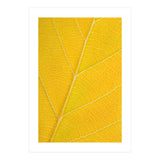 Autumn Leaf (Print Only) thumbnail