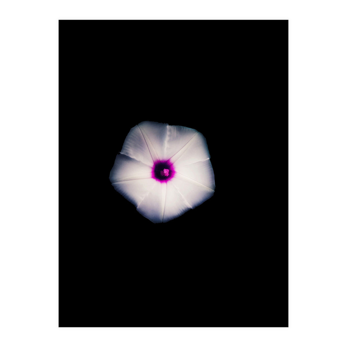 White Flora (Print Only)