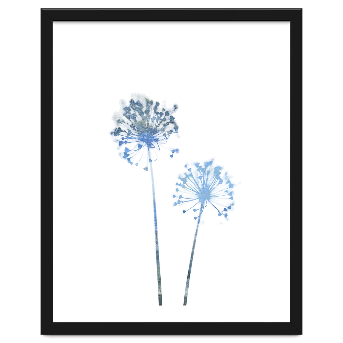 Blue Dandelion