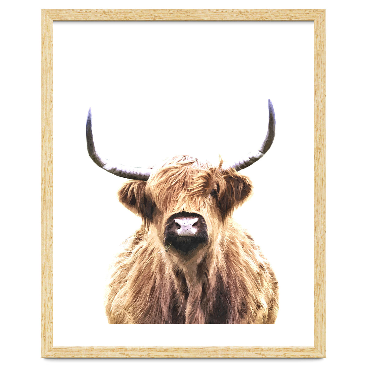 Highland Cow Portrait