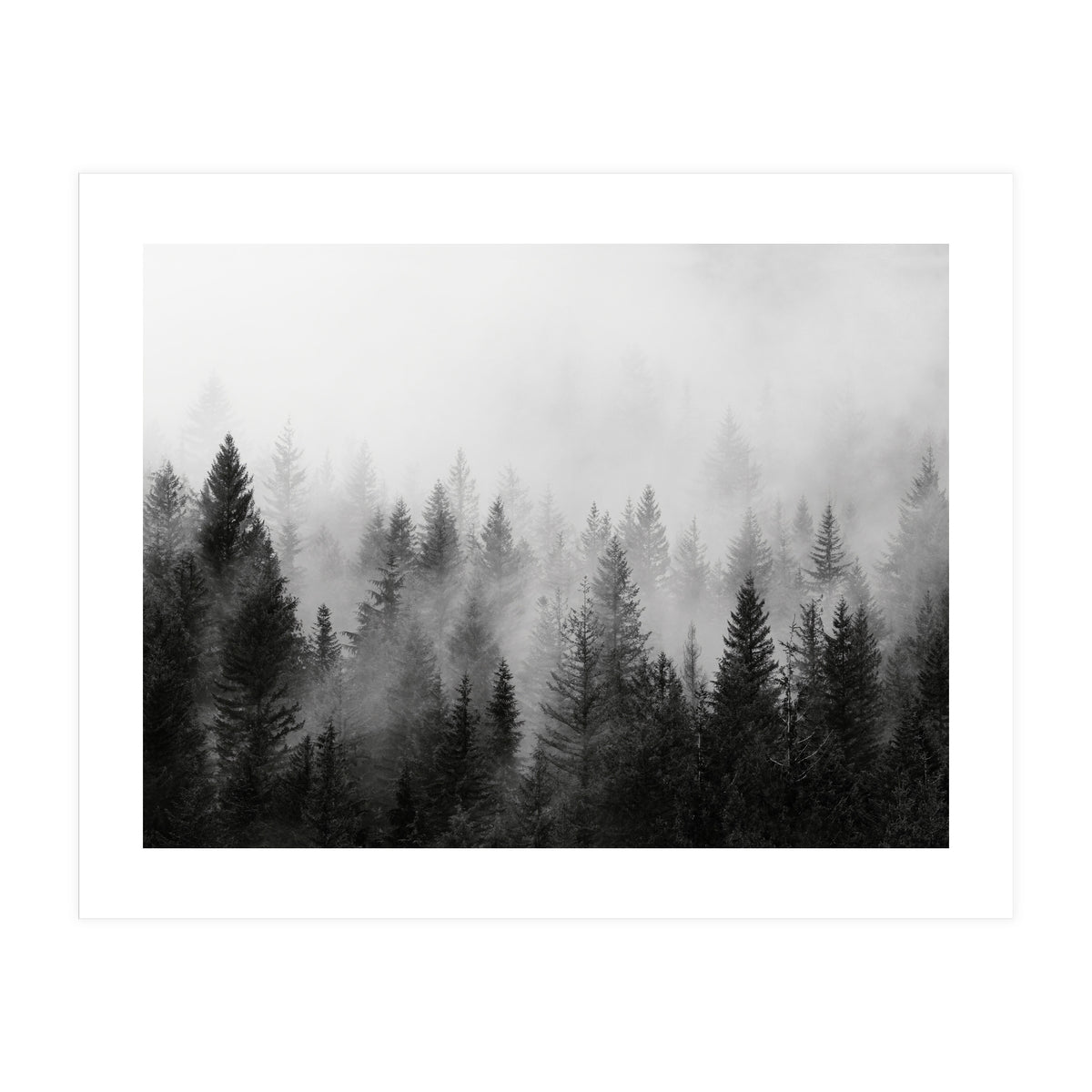 Black and White Forest (Print Only)