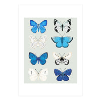 Lepidoptery Study No. 3 (Print Only)