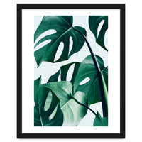 Monstera