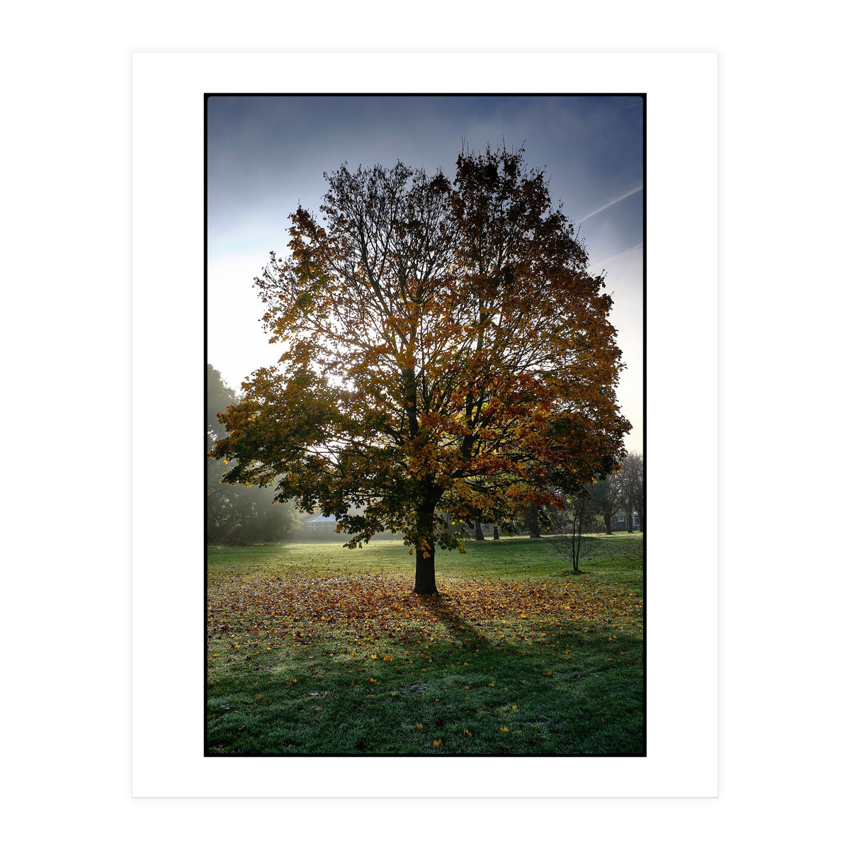 Autumnal Tree (Print Only)