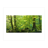 Spring Forrest (Print Only) thumbnail