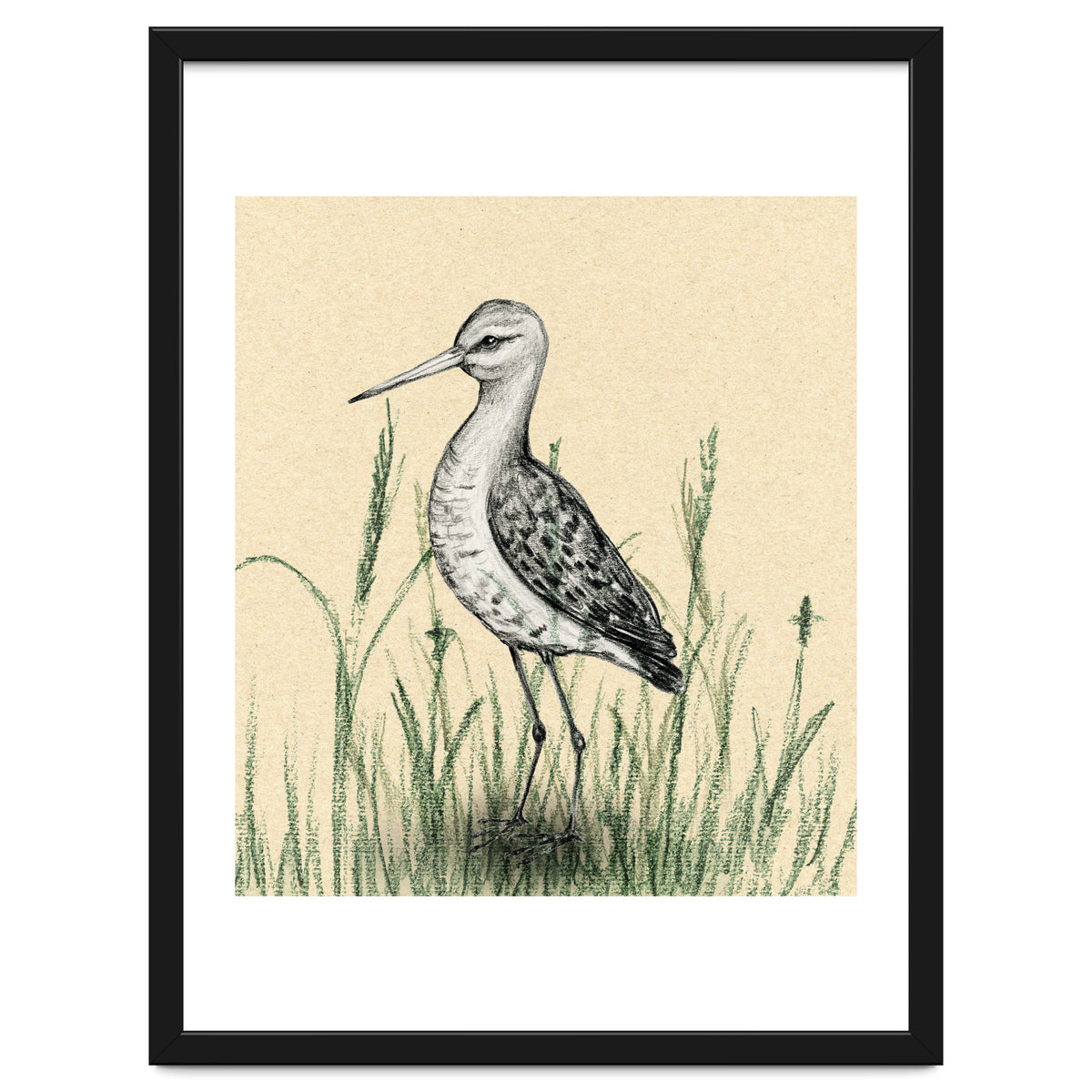 Black-tailed godwit in the grass