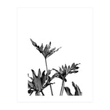 Monstera Black And White 08 (Print Only) thumbnail