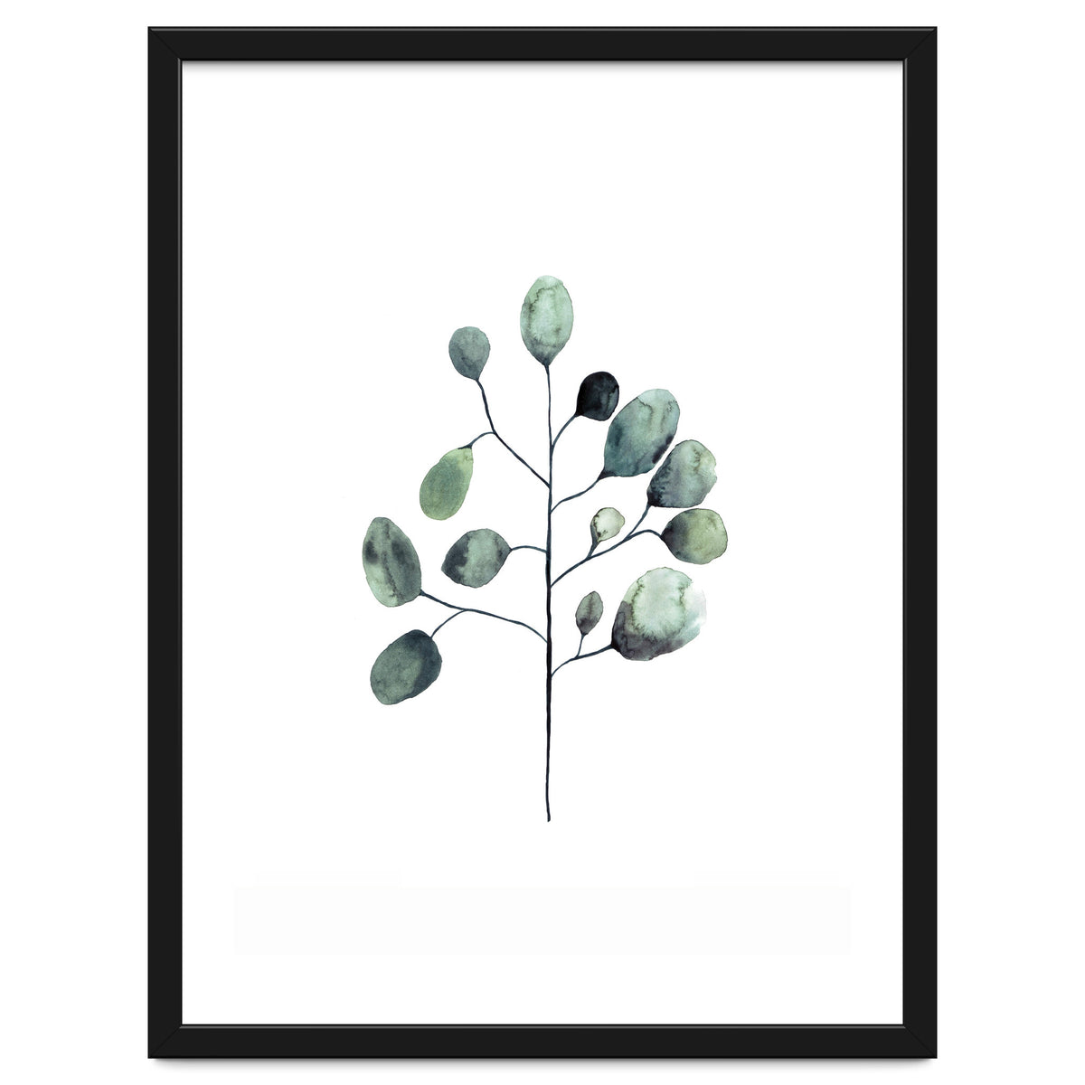 Botanical Illustration Eukalyptus