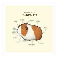 Anatomy Of A Guniea Pig (Print Only)
