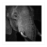 Elephant (Print Only) thumbnail