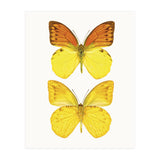 Cc Butterflies 08 (Print Only) thumbnail