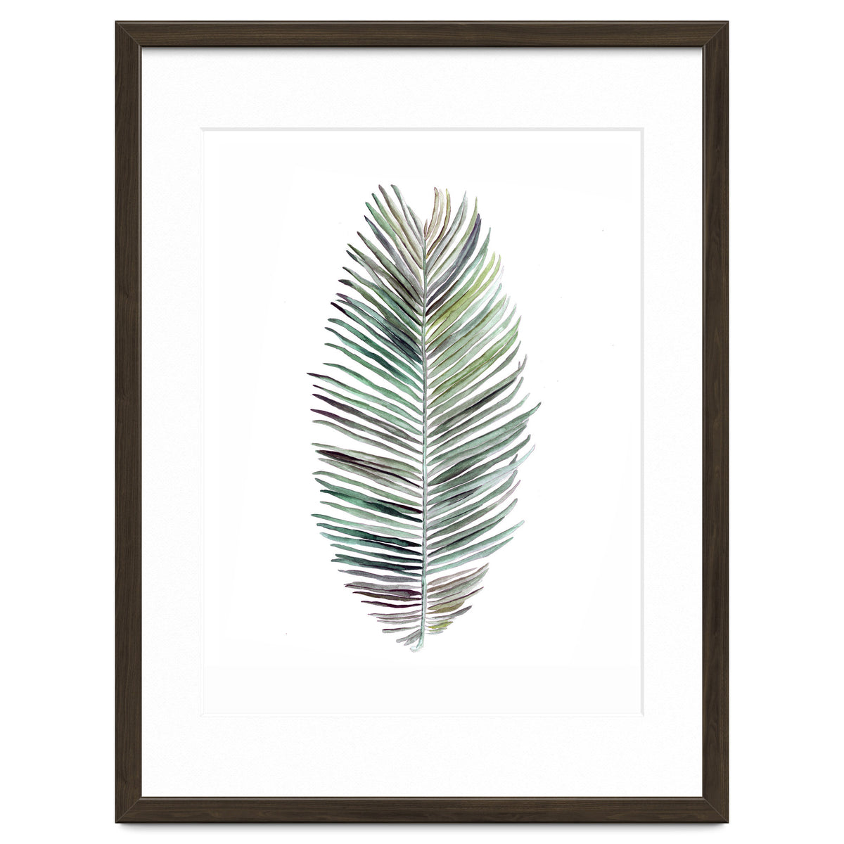 Botanical Illustration Cocos Palm