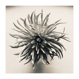 Dahlia (Print Only) thumbnail